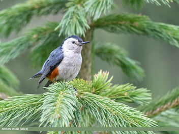 White-cheeked Nuthatch (Sitta leucopsis) - бесплатный image #501375